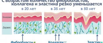 Изменение количества фибробластов в коже с возрастом